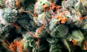 Czy medyczna ma THC? Odkryj stężenia i skutki terapeutyczne