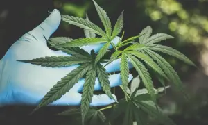 Ile THC ma medyczna marihuana? Zrozum skutki i wybór odmiany