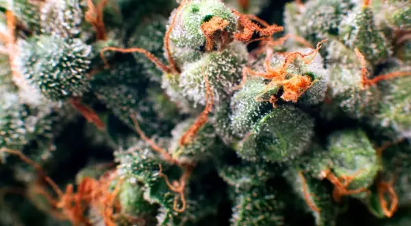 Czy medyczna ma THC? Odkryj stężenia i skutki terapeutyczne