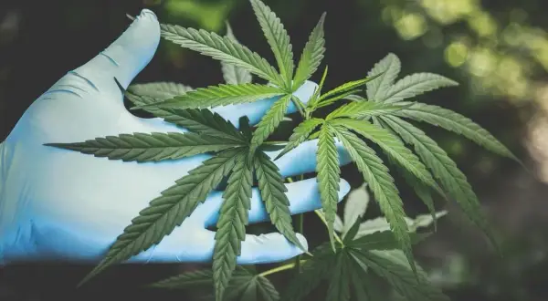 Ile THC ma medyczna marihuana? Zrozum skutki i wybór odmiany