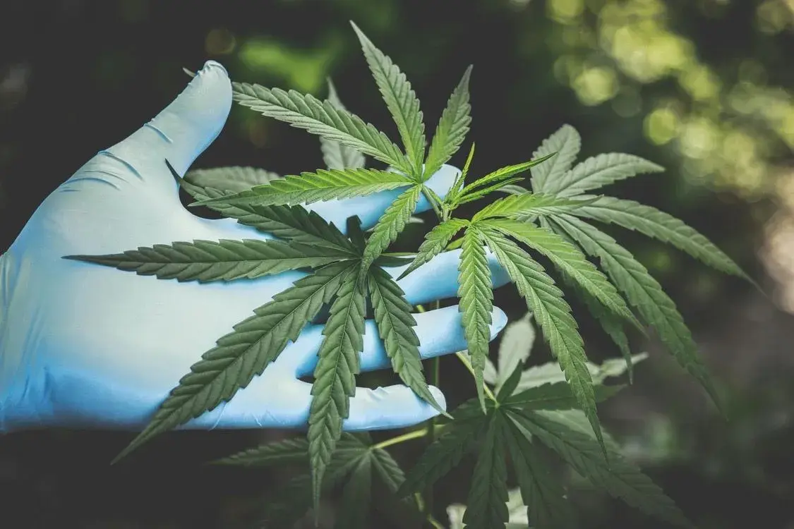 Ile THC ma medyczna marihuana? Zrozum skutki i wybór odmiany