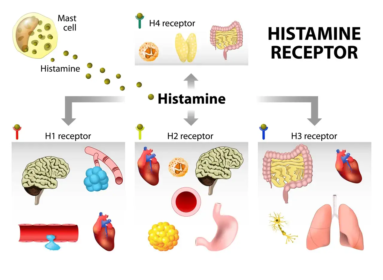 histamina mechanizm działania